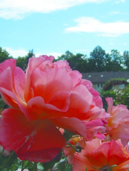 Magdalenengarten in voller Pracht