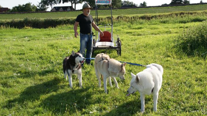 Huskys vor Schlitten an der Elbe