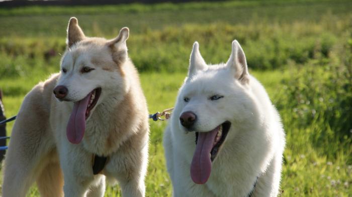 Huskys