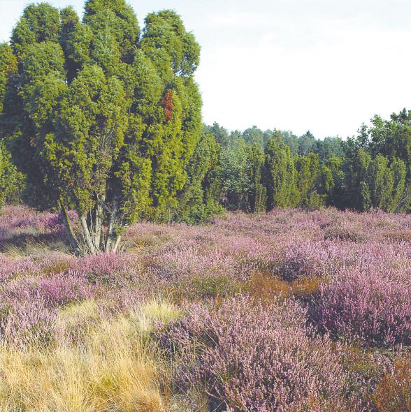 Lüneburger Heide