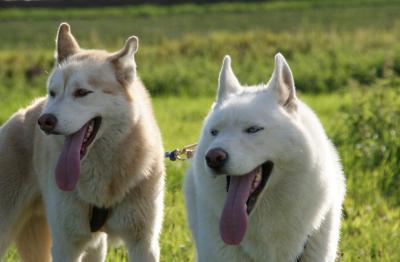 Huskys